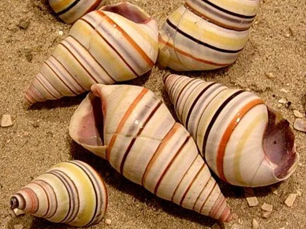Bild 1: Muschelmuseum Hooksiel